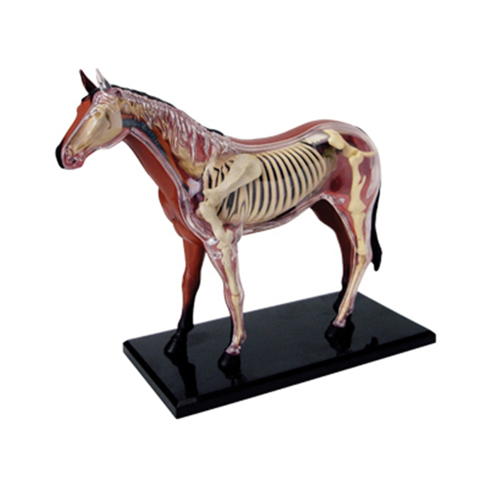 Science Toys Diy - Dierlijke Orgel Anatomie Model 4D Paard