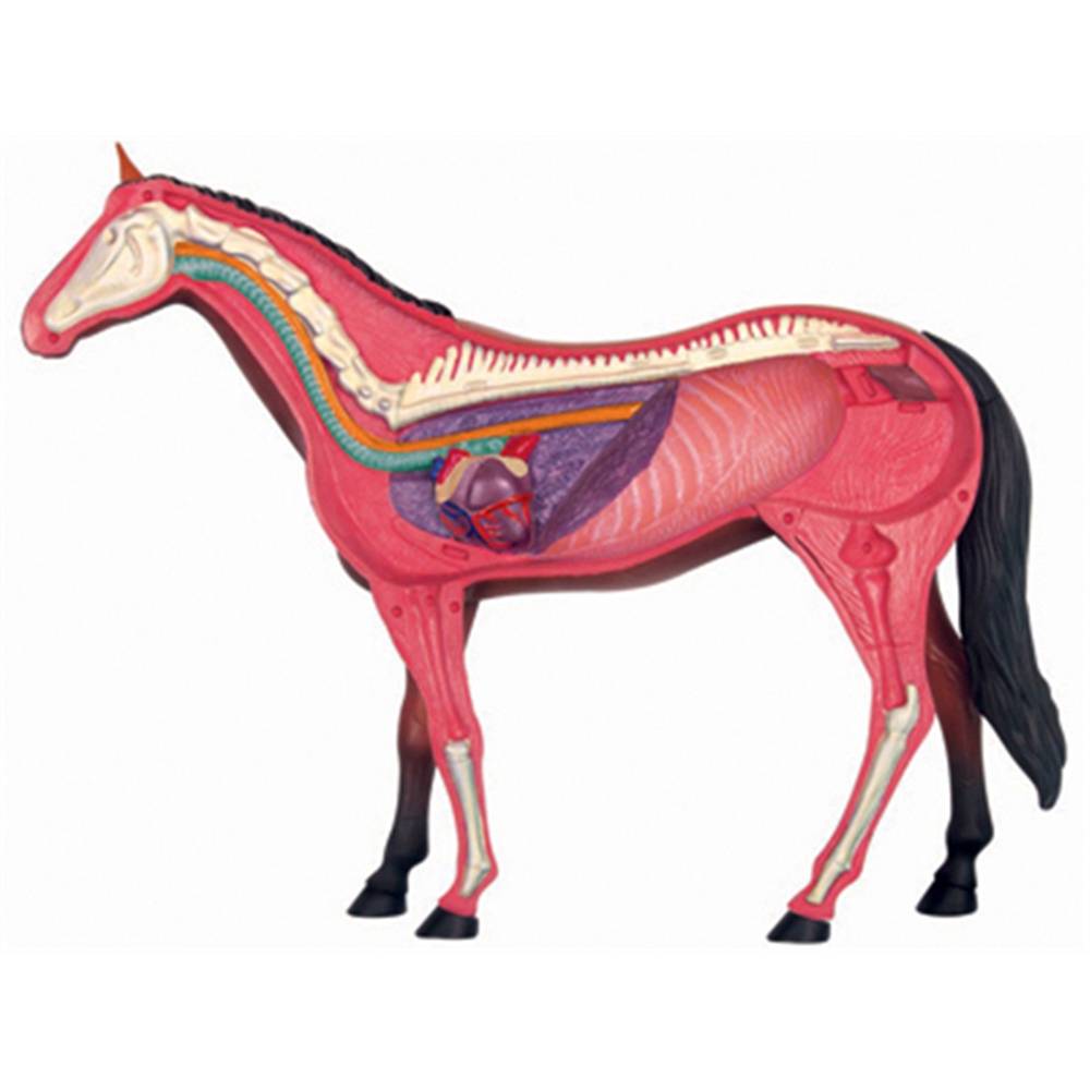 Dierlijke Orgel Anatomie Model - Science Toys Diy recensie en prijs
