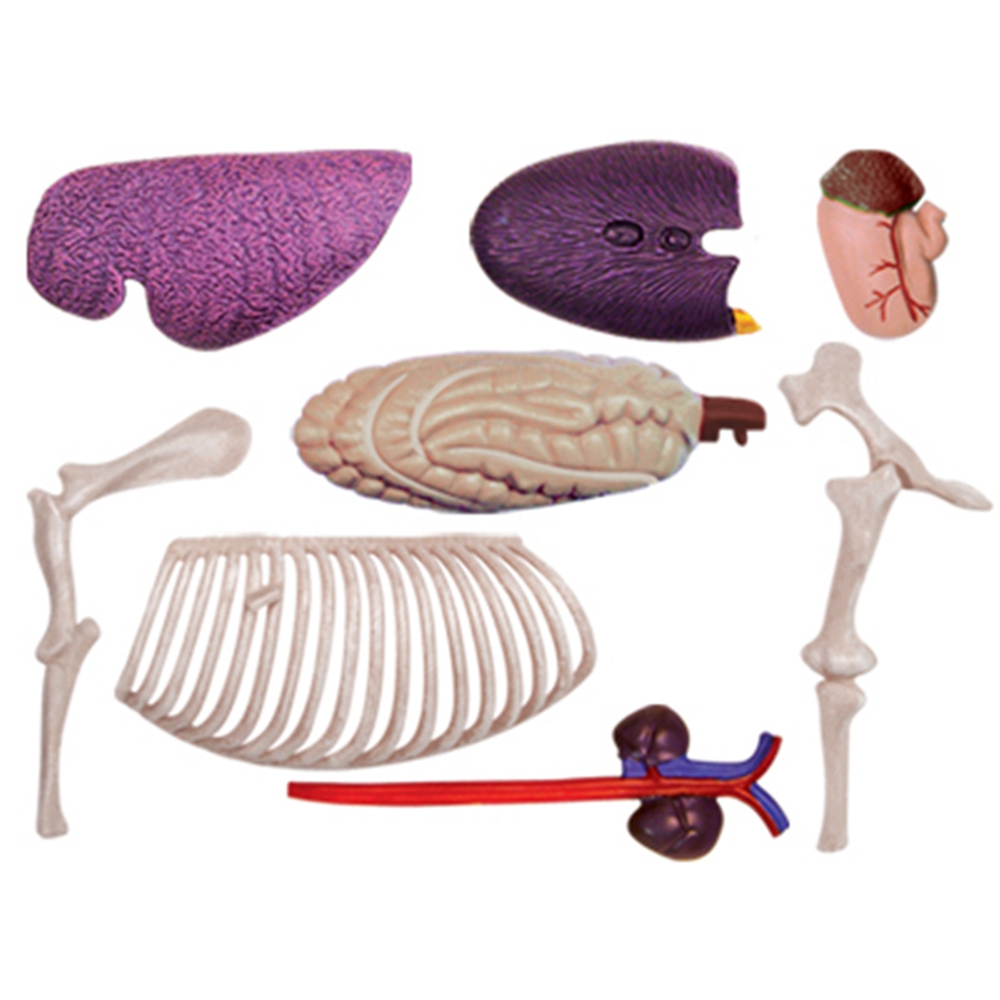 Dierlijke Orgel Anatomie Model - Science Toys Diy recensie en prijs